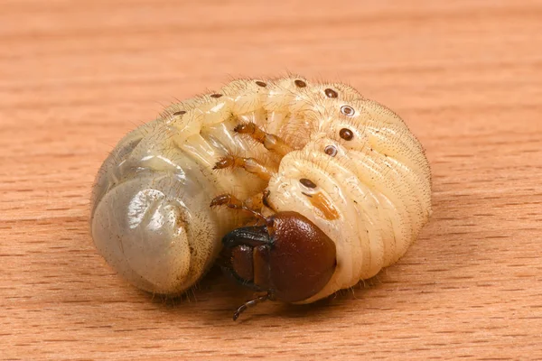 Larva di uno scarabeo di rinoceronte — Foto Stock