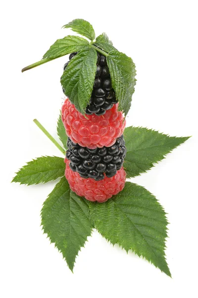 Ripe blackberry and raspberry — Stock Photo, Image