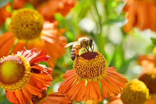 オレンジの花から蜜を集める蜂. — ストック写真