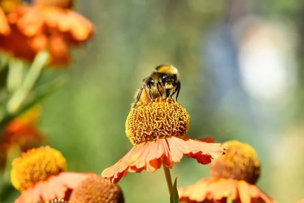 Fluffy bumblebee on juicy orange flower with yellow center and vivid pleasant pure petals. — Stock Photo, Image