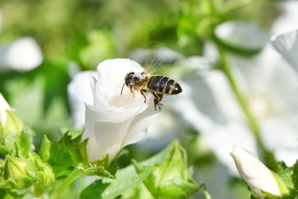 Bee hovering while collecting pollen from white flower. — Stock Photo, Image