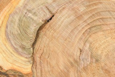 Yıllık halkaları closeup ile taze kütük yüzeyinin üst görünümü. Arka plan olarak kullanmak için. 