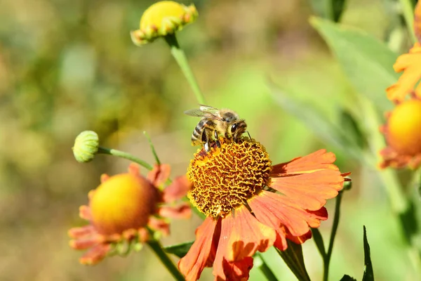 Bee collecting nectar from orange flower. — Stock Photo, Image