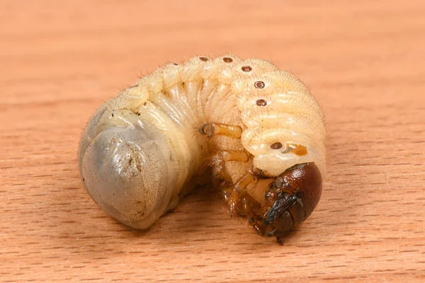 Las Larvas Del Escarabajo Rinoceronte Oryctes Nasicornis Larvas Escarabajo Una — Foto de Stock