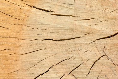 Yıllık halkalarla birlikte taze kütüğün yüzeyinin üst görüntüsü. Arka plan olarak kullanmak için. Yüksek çözünürlüklü. Tam alan derinliği.