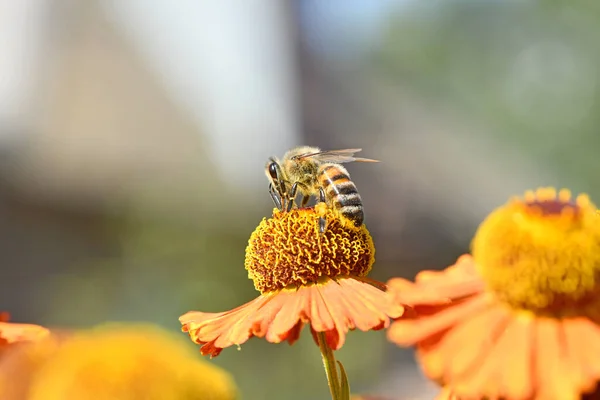 Μέλισσα Μαζεύοντας Νέκταρ Από Πορτοκαλί Λουλούδι Φωτογραφία Υψηλής Ανάλυσης — Φωτογραφία Αρχείου