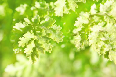 Yeşil doğa geçmişi. Arka plan için bitkinin açık yeşil yaprakları. Yüksek çözünürlüklü fotoğraf.