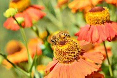 Arı portakal çiçeğinden nektar topluyor. Yüksek çözünürlüklü fotoğraf