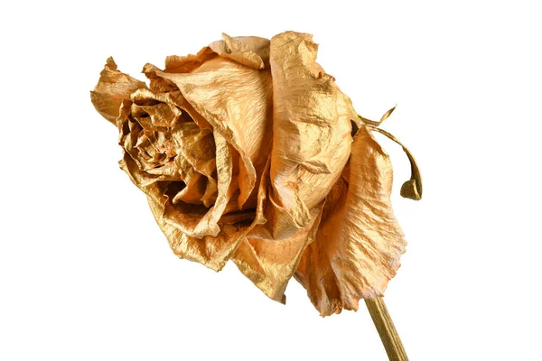 Golden Rose Isolated White Golden Dried Flower Head Romance Concept — Stock Photo, Image