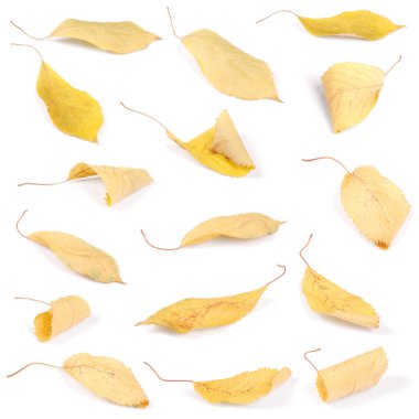 Koleksiyon grubu güzel renkli sonbahar kiraz yaprakları beyaz arkaplanda izole