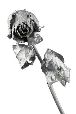 Beyazın üstünde gümüş bir gül. Kurumuş gümüş çiçek kafası, romantizm konsepti. Yüksek çözünürlüklü. Tam alan derinliği.