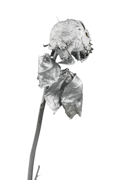 Rose Argent Isolée Sur Blanc Tête Fleur Séchée Argent Concept — Photo