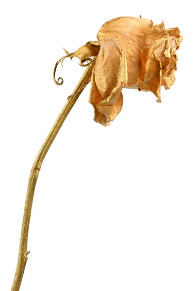 Золота Троянда Ізольована Білому Золота Сушена Квіткова Голова Романтична Концепція — стокове фото