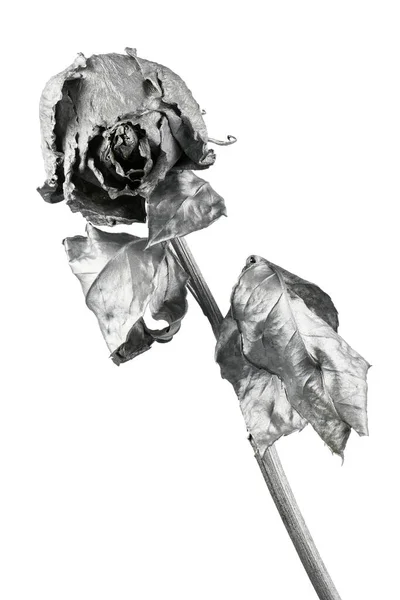 Rose Argent Isolée Sur Blanc Tête Fleur Séchée Argent Concept — Photo