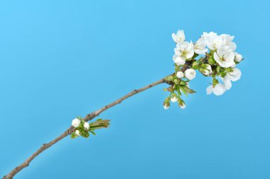 Mavi gökyüzüne karşı kiraz dalı açan çiçekler. Yüksek çözünürlüklü. Tam alan derinliği.
