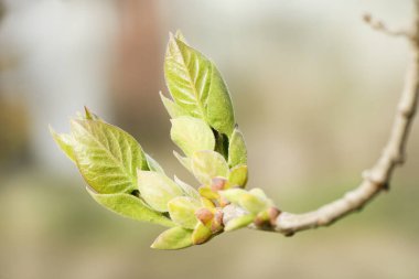 Genç yapraklar ve çiçek tomurcuklarıyla leylak filizleri açık havada, seçici bir odak noktasında bulanık bir arkaplanda dallanır. Yüksek çözünürlüklü fotoğraf.