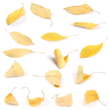 Koleksiyon grubu güzel renkli sonbahar kiraz yaprakları beyaz arkaplanda izole