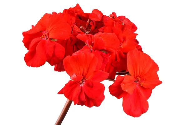 Vörös Kert Geranium Pelargonium Virágok Elszigetelt Fehér Alapon Nagy Felbontású — Stock Fotó