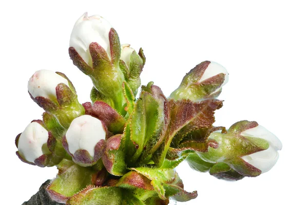 Kirschblüten Isoliert Auf Weißem Hintergrund Nahaufnahme Foto Hoher Auflösung Volle — Stockfoto