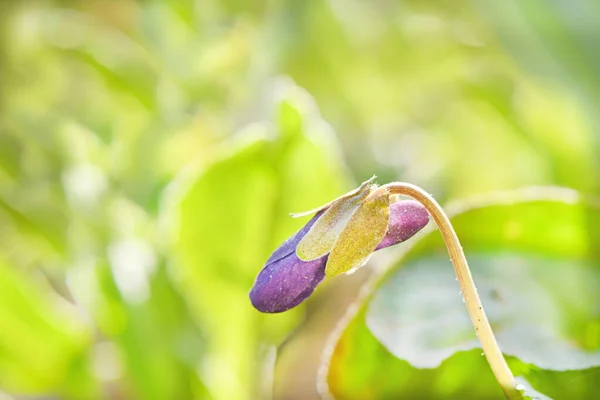 Fiori Viola Primo Piano Concentrazione Selettiva Fondo Primaverile Con Fioritura — Foto Stock