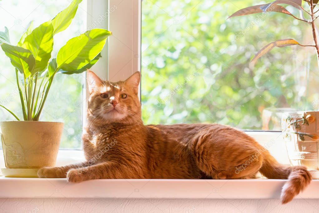 Sunny cat on the windowsill 