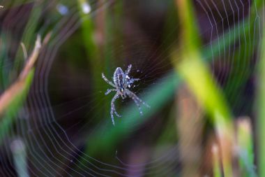 Çiy damlalı örümcek ağı