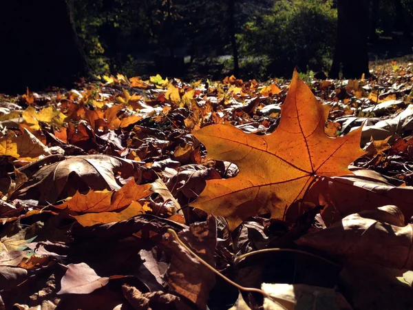 Podzimní listí v parku — Stock fotografie
