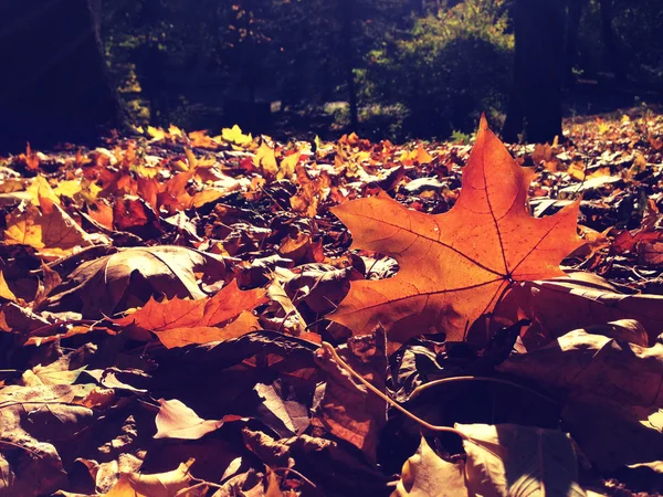 Autumn leaves in a park — Stock Photo, Image