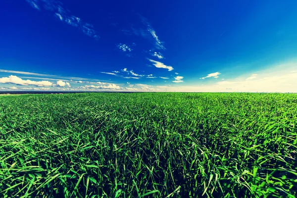 Veld op zonnige dag — Stockfoto