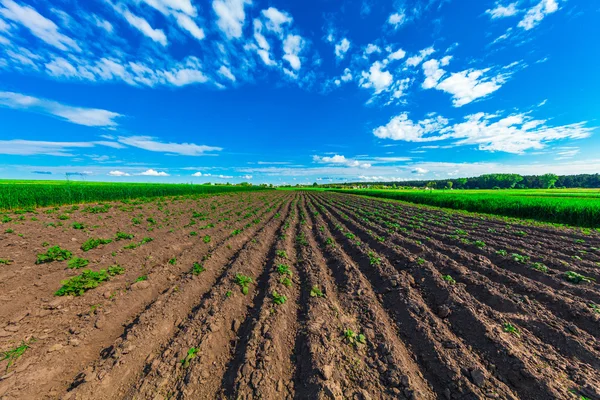 Campo nella giornata di sole — Foto Stock