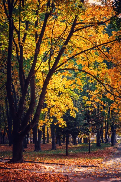 Folhas de outono em um parque — Fotografia de Stock