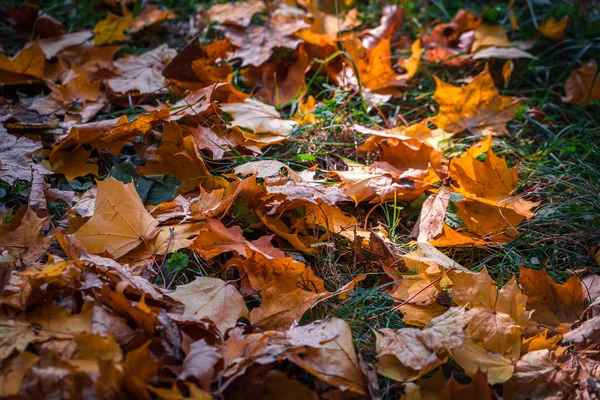 Autumn leaves in a park — Stock Photo, Image