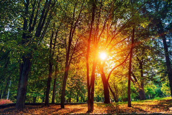 Prachtige herfst landschap — Stockfoto