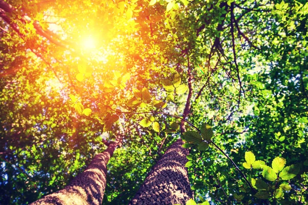 Sommergrüner Wald — Stockfoto