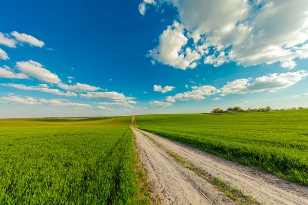 Rural road on the field — Stock Photo, Image