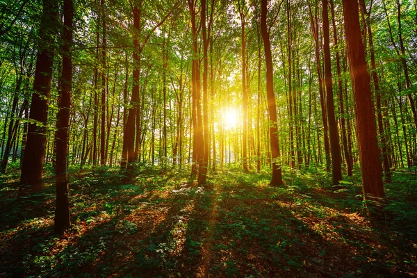 Sommergrüner Wald — Stockfoto