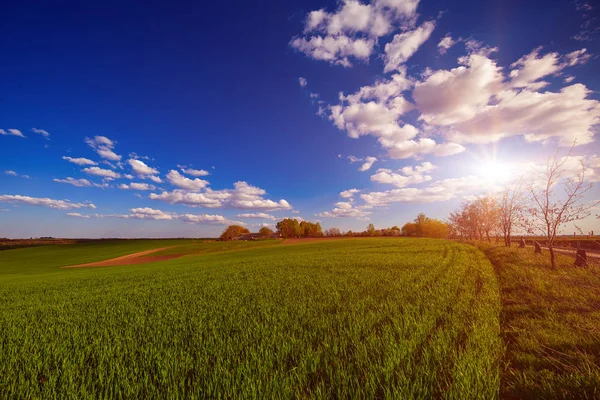 Green Field and Beautiful Sunset — Stock Photo, Image