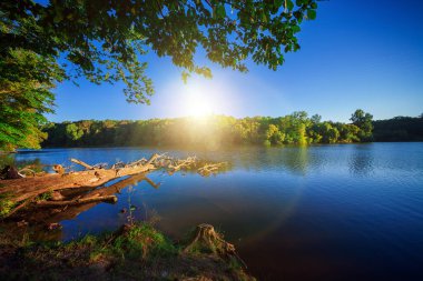 Resimli orman ve nehir.