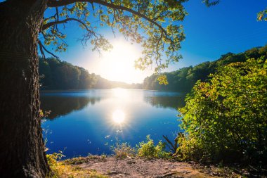 Resimli orman ve nehir.