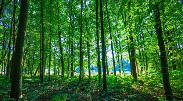 Bella foresta verde — Foto Stock