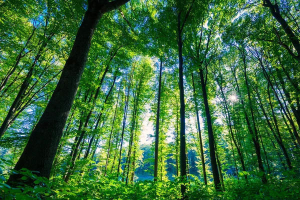 Bela floresta verde — Fotografia de Stock