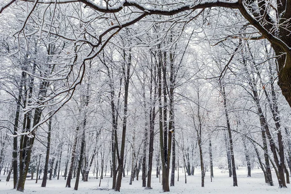 Bosque de invierno con árboles cubiertos de nieve —  Fotos de Stock