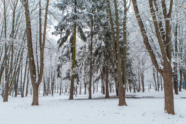 雪に覆われた木々の冬の森 — ストック写真