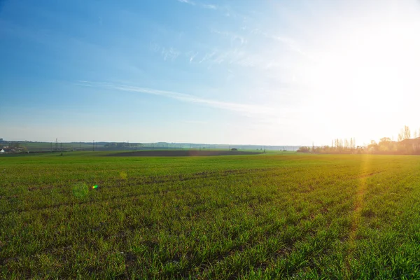 Campo verde e belo pôr do sol — Fotografia de Stock