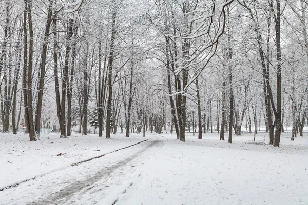 Forêt d'hiver avec arbres couverts de neige — Photo