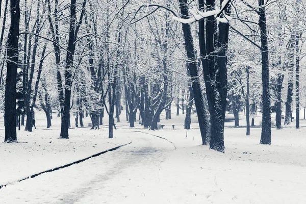 Bosque de invierno con árboles cubiertos de nieve —  Fotos de Stock