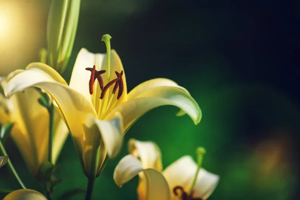 White lily by CU at sunset — Stock Photo, Image