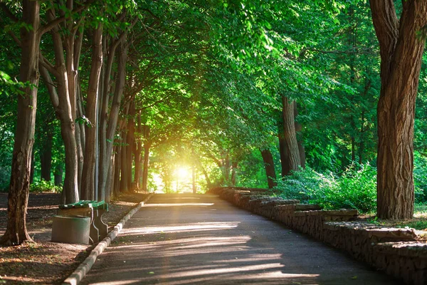 Beautiful avenue in to the park — Stock Photo, Image