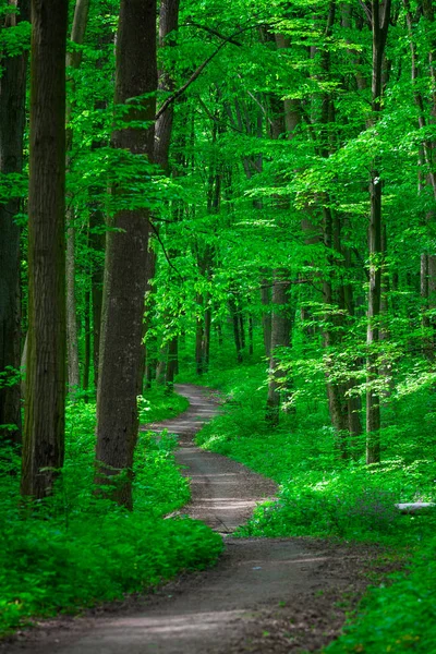 Schöner grüner Wald — Stockfoto