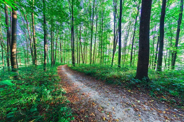 Hermoso bosque verde — Foto de Stock